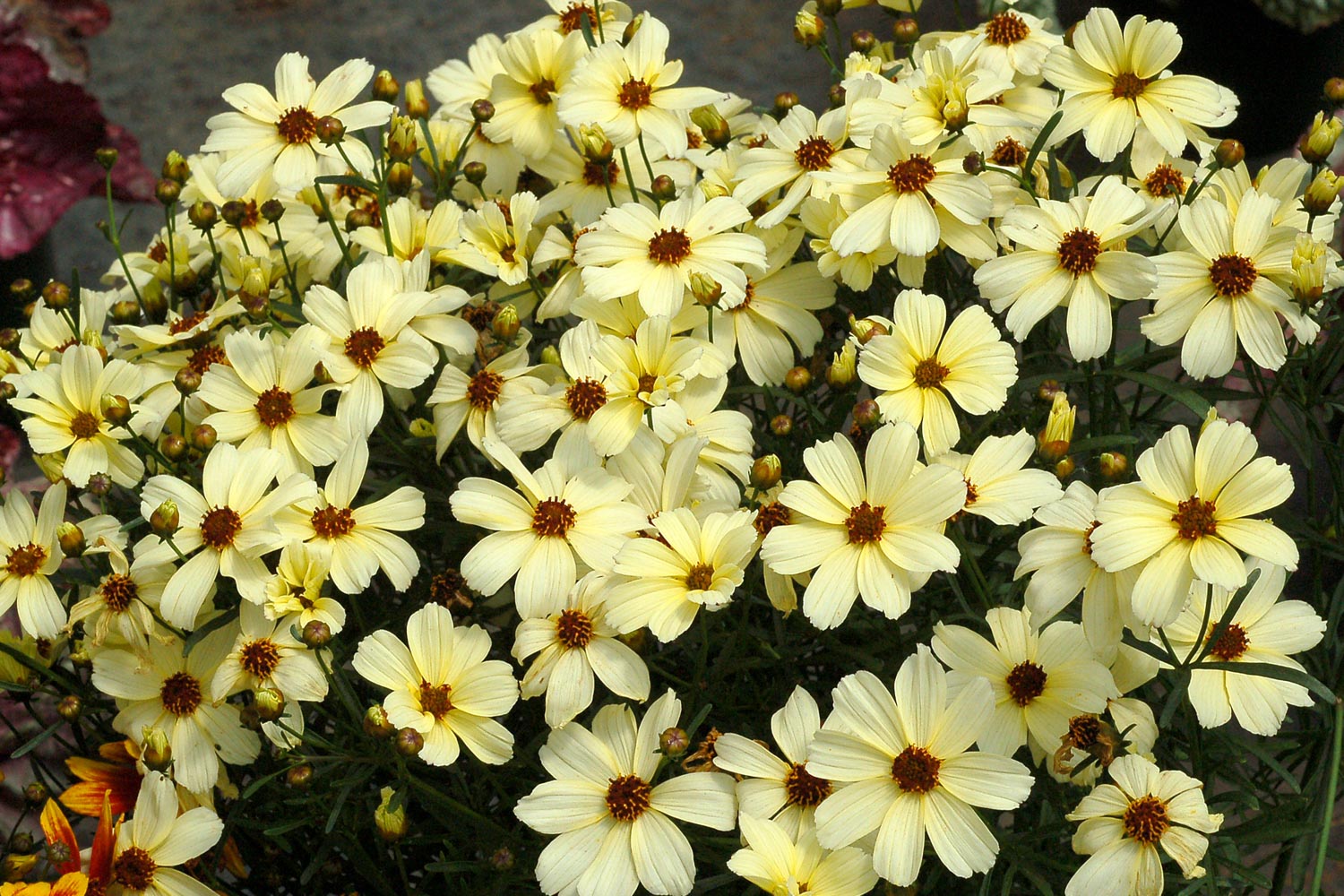 Coreopsis verticillata 'Buttermilk'